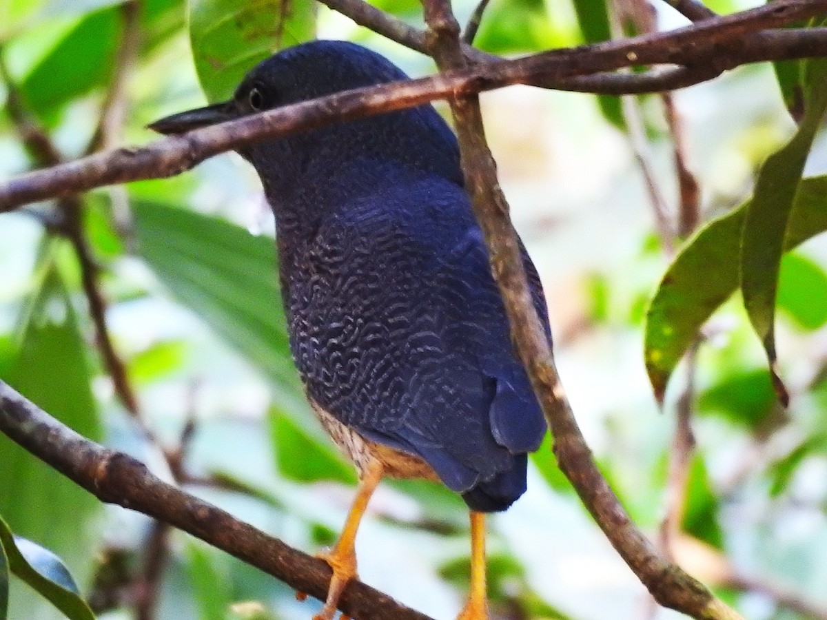 Zigzag Heron - Juan Camilo Caicedo Cruz