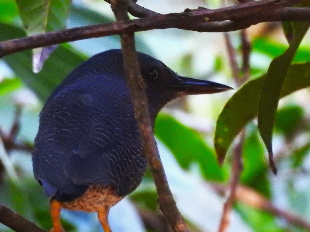 Zigzag Heron - Juan Camilo Caicedo Cruz