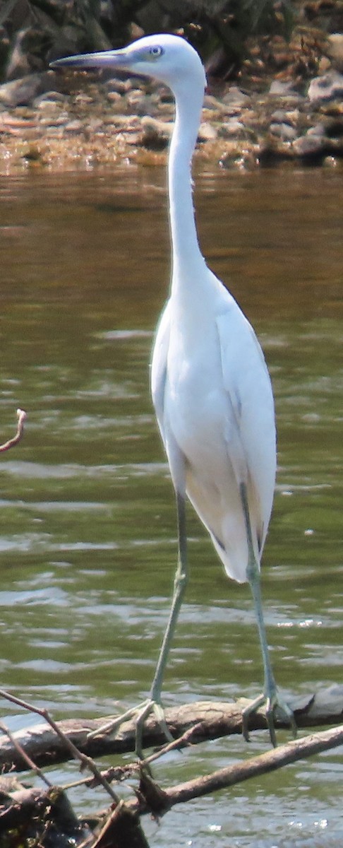 Little Blue Heron - ML621889267