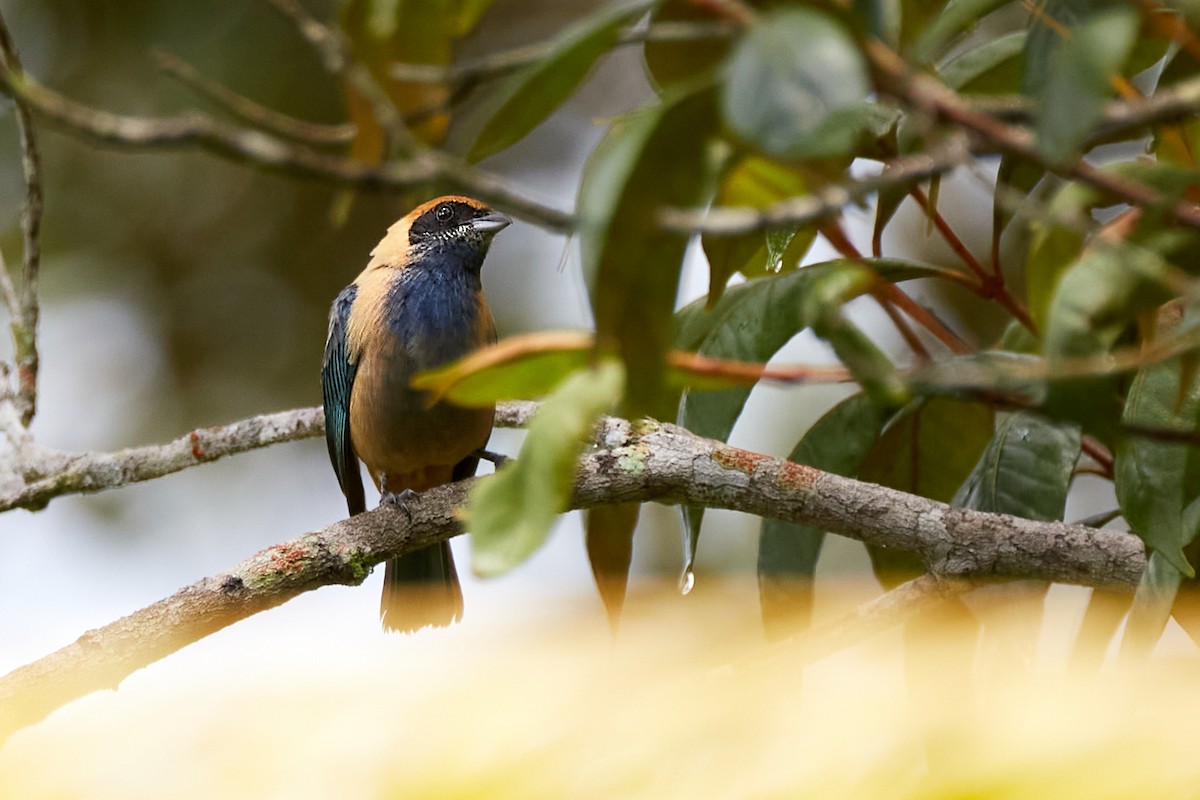 Burnished-buff Tanager - ML621889293