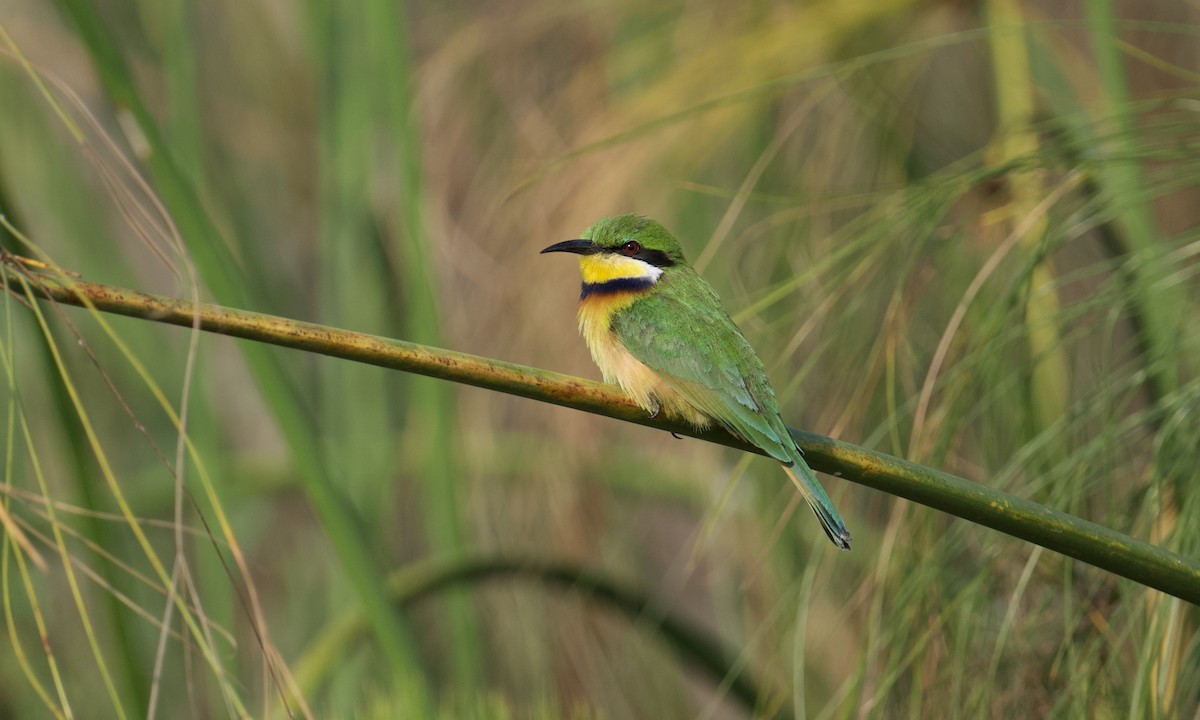 Blue-breasted Bee-eater - ML621889309