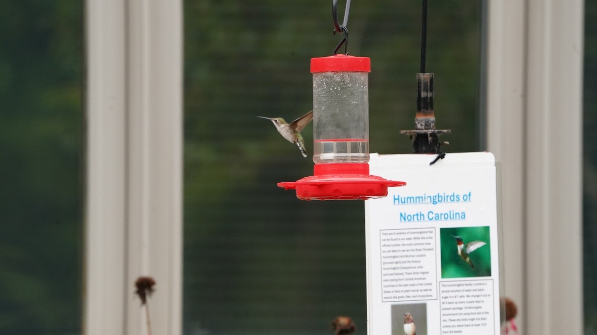 Ruby-throated Hummingbird - Steve Lindley