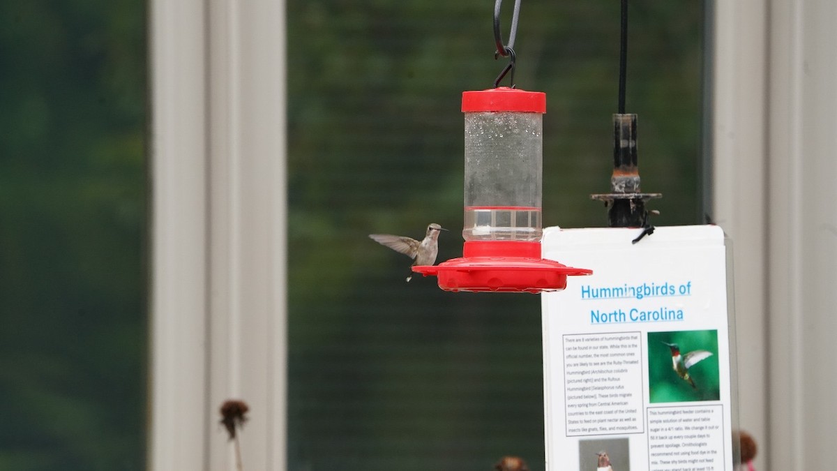 Ruby-throated Hummingbird - ML621889331