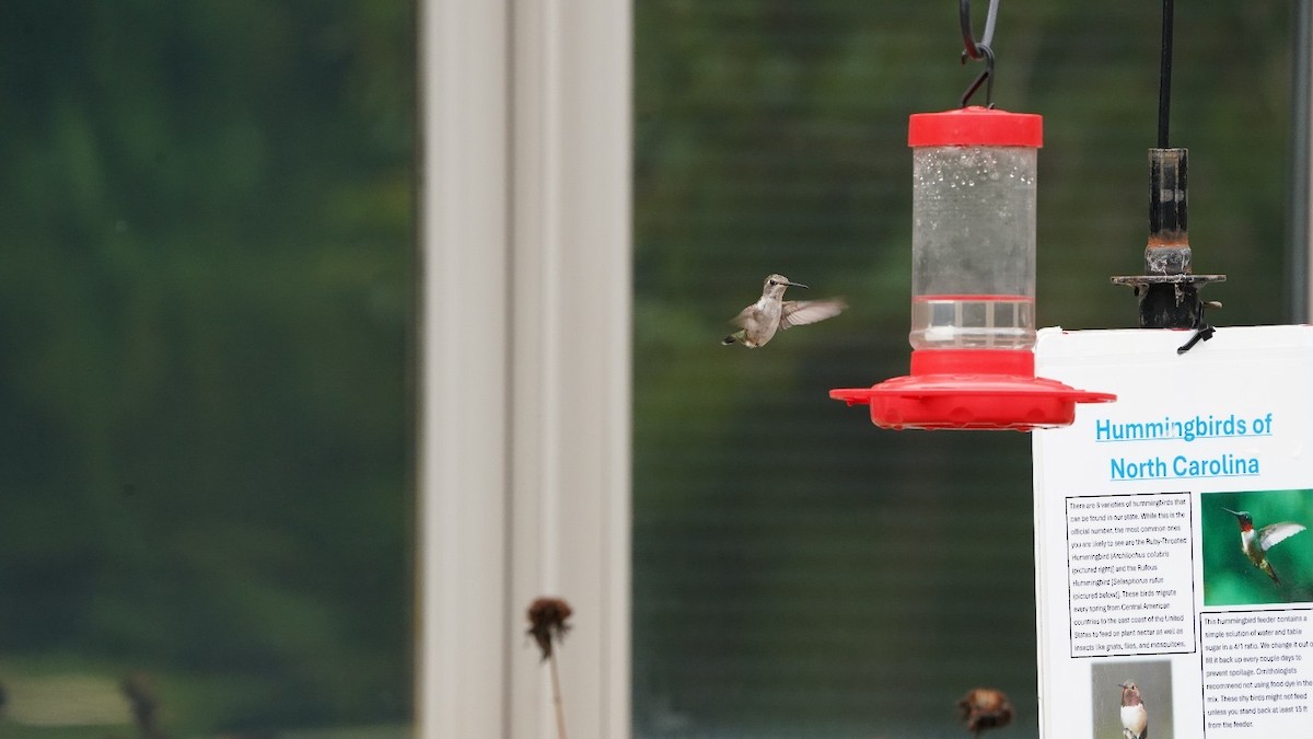Ruby-throated Hummingbird - ML621889332