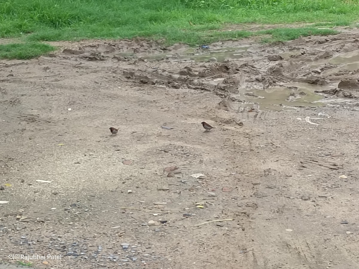 Scaly-breasted Munia - ML621889400