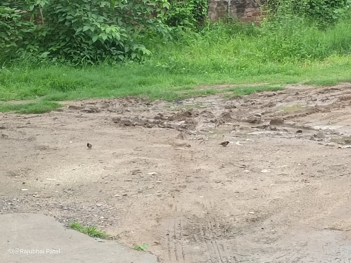 Scaly-breasted Munia - ML621889401