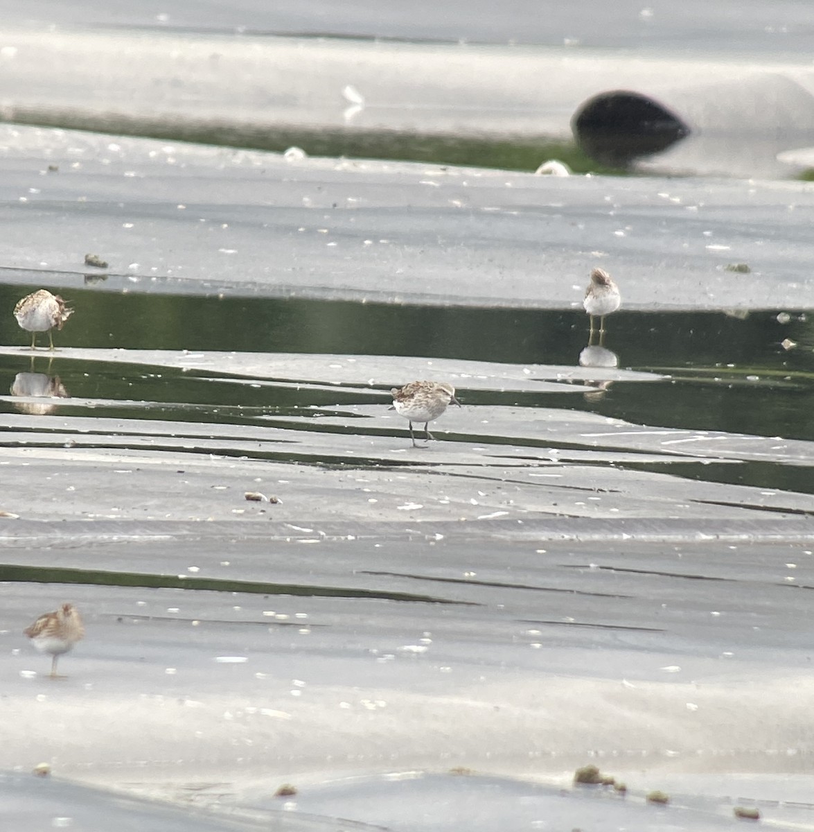 White-rumped Sandpiper - ML621889408