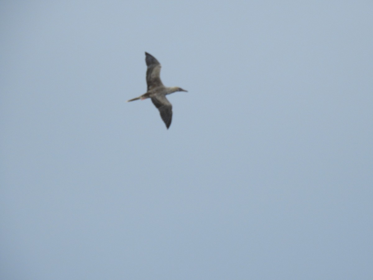 Red-footed Booby - ML621889455