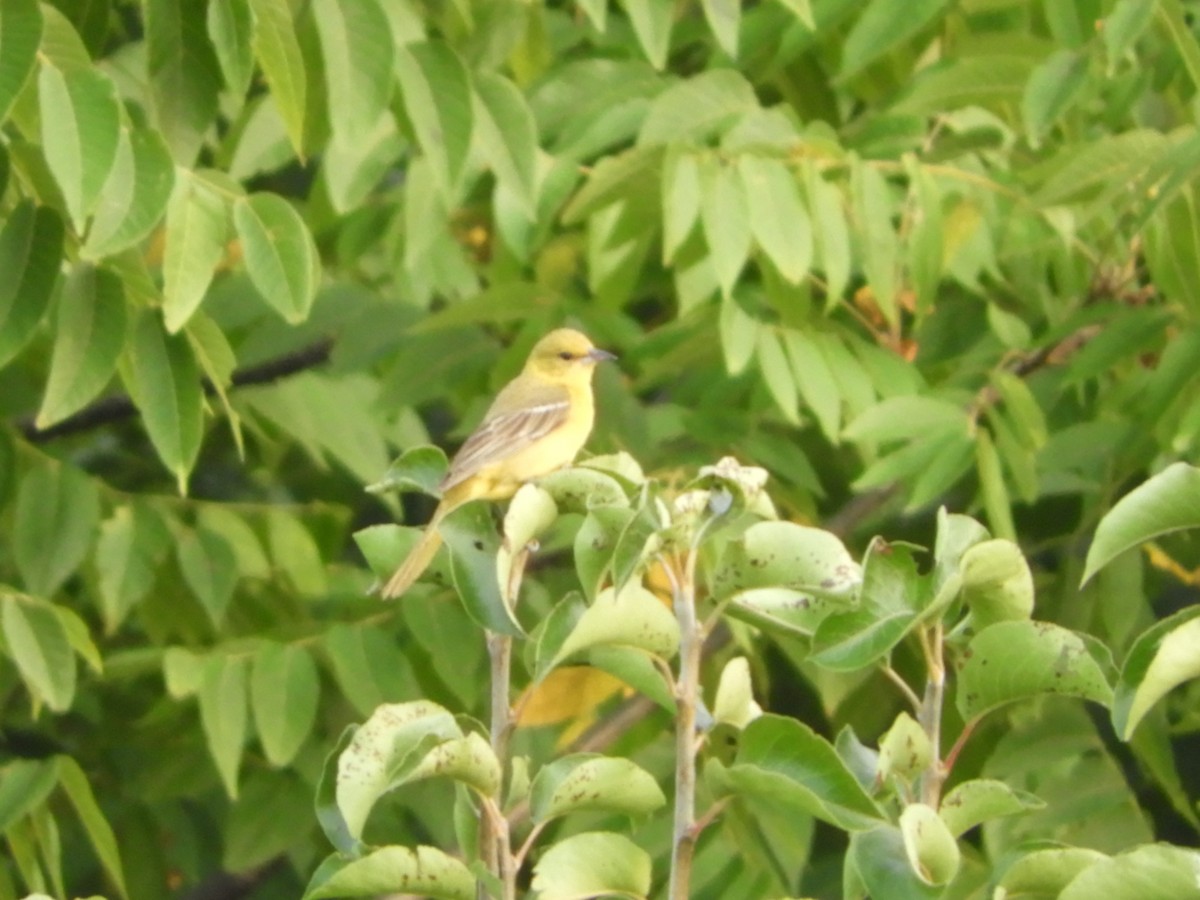 Orchard Oriole - ML621889559