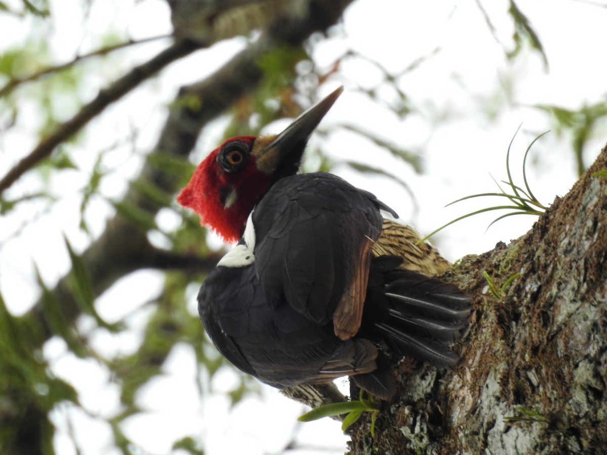 Crimson-crested Woodpecker - ML621889631