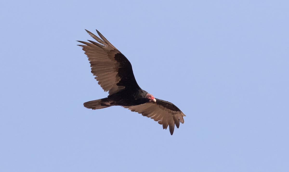 Turkey Vulture - ML621889689
