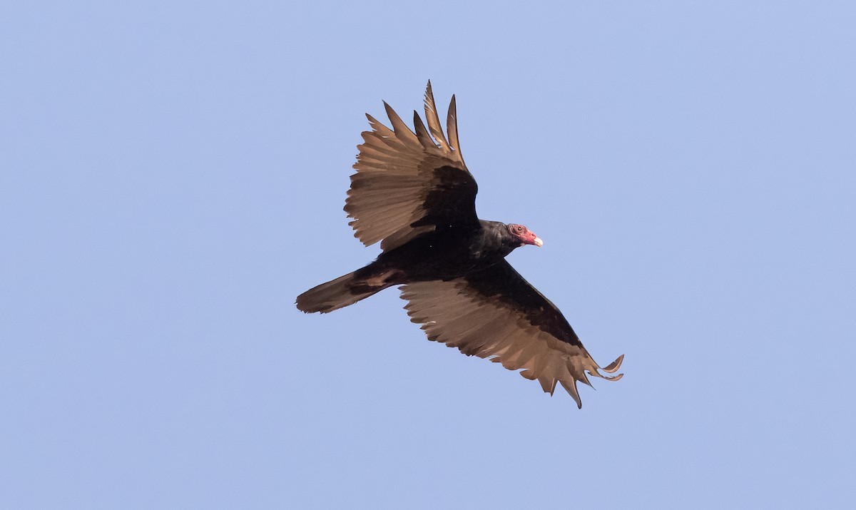Turkey Vulture - ML621889691