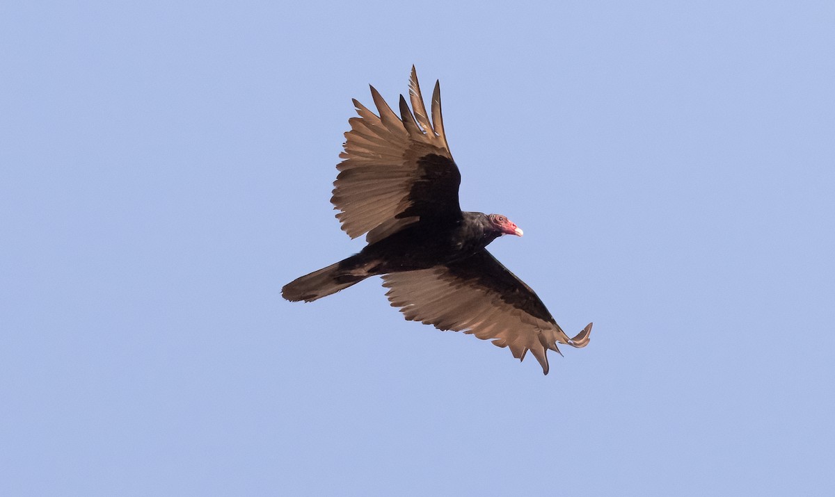Turkey Vulture - ML621889694