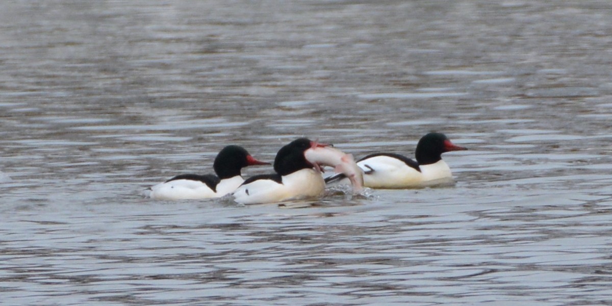 Common Merganser - ML621889801