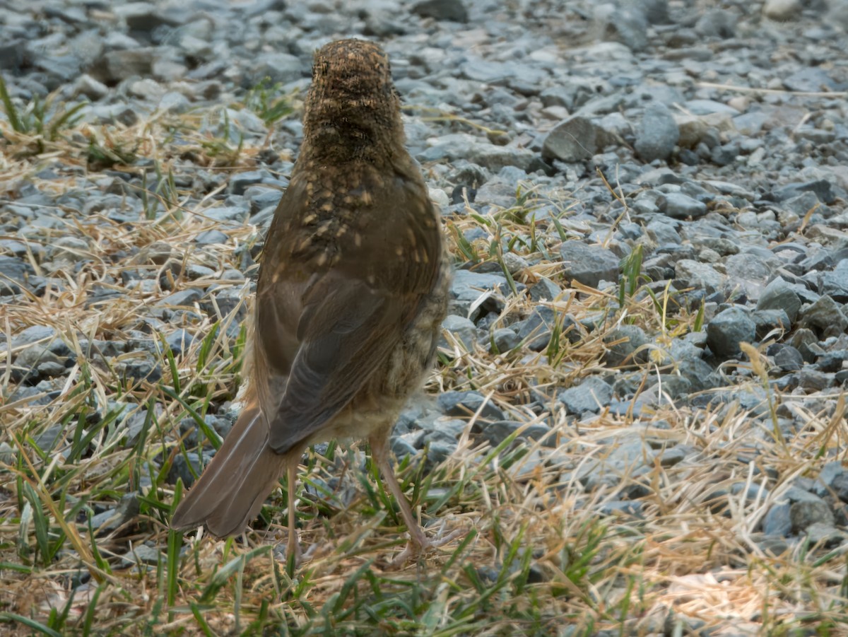 Swainson's Thrush (Russet-backed) - ML621889819