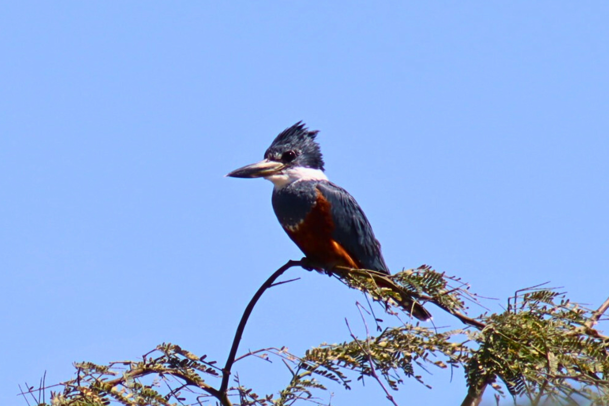 Ringed Kingfisher - ML621889820