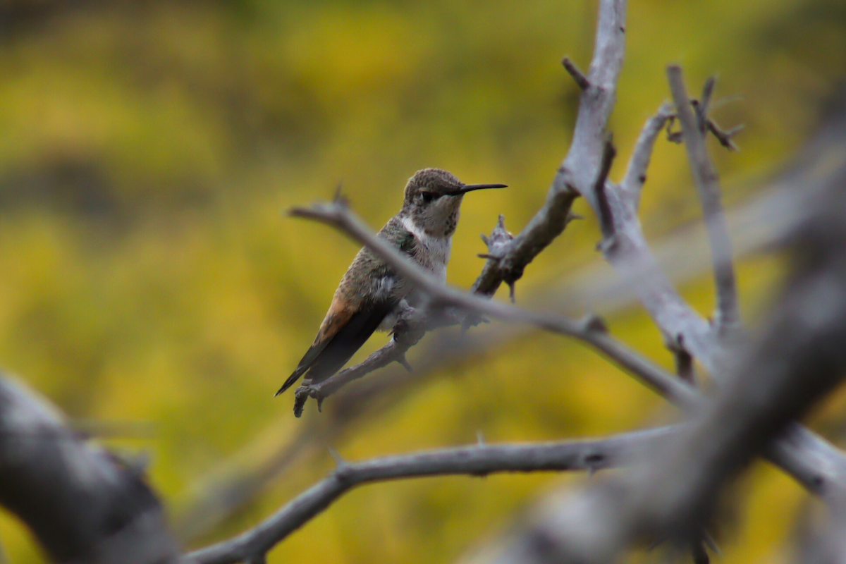 Oasis Hummingbird - ML621889848
