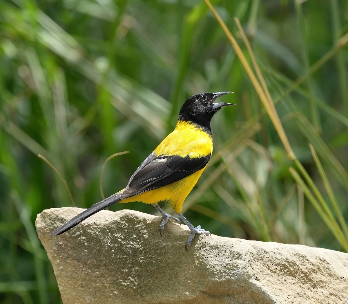 Audubon's Oriole - ML621889874
