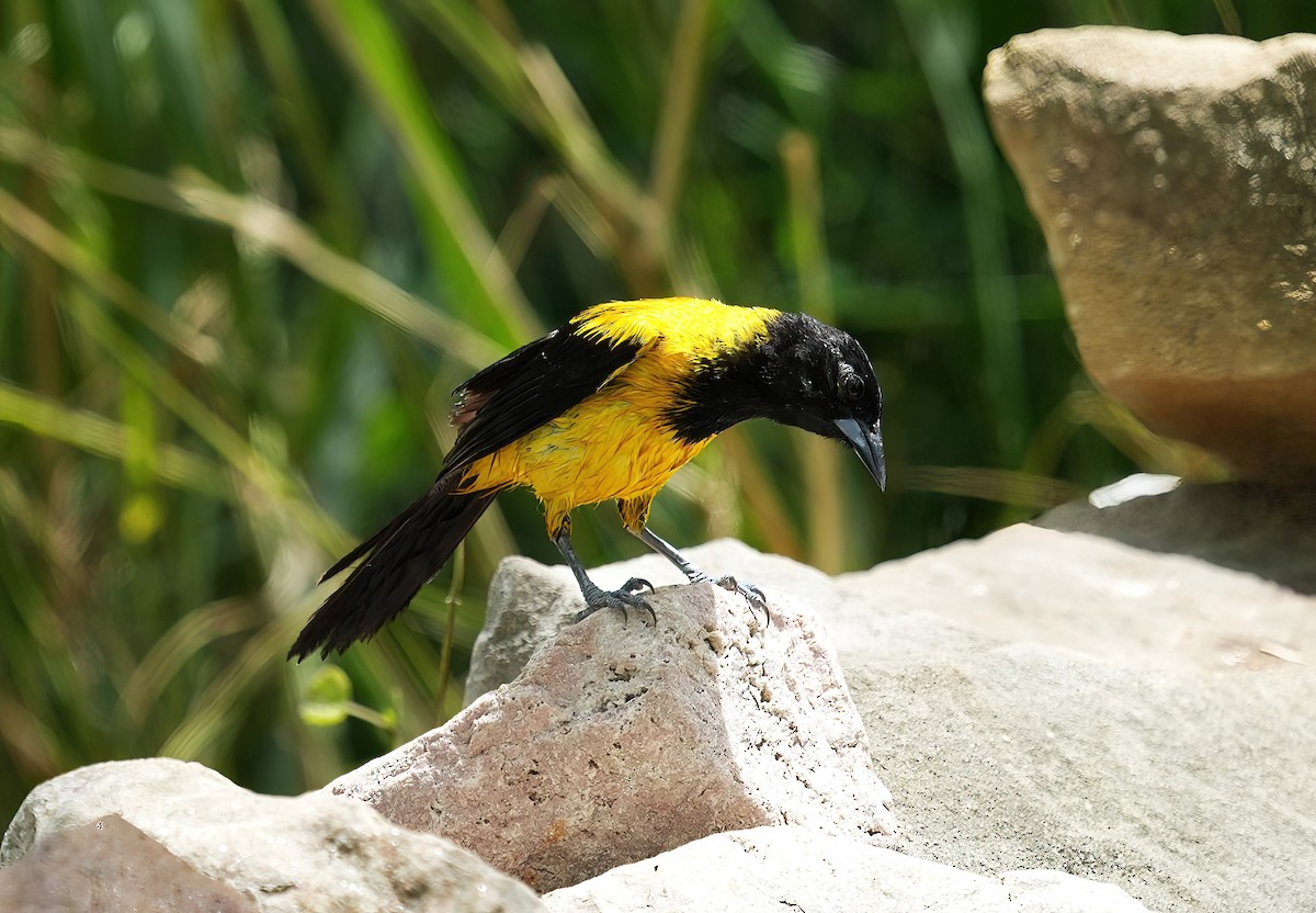 Audubon's Oriole - ML621889883