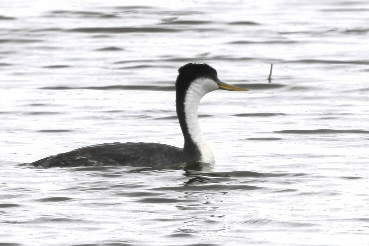 Western Grebe - ML621889968