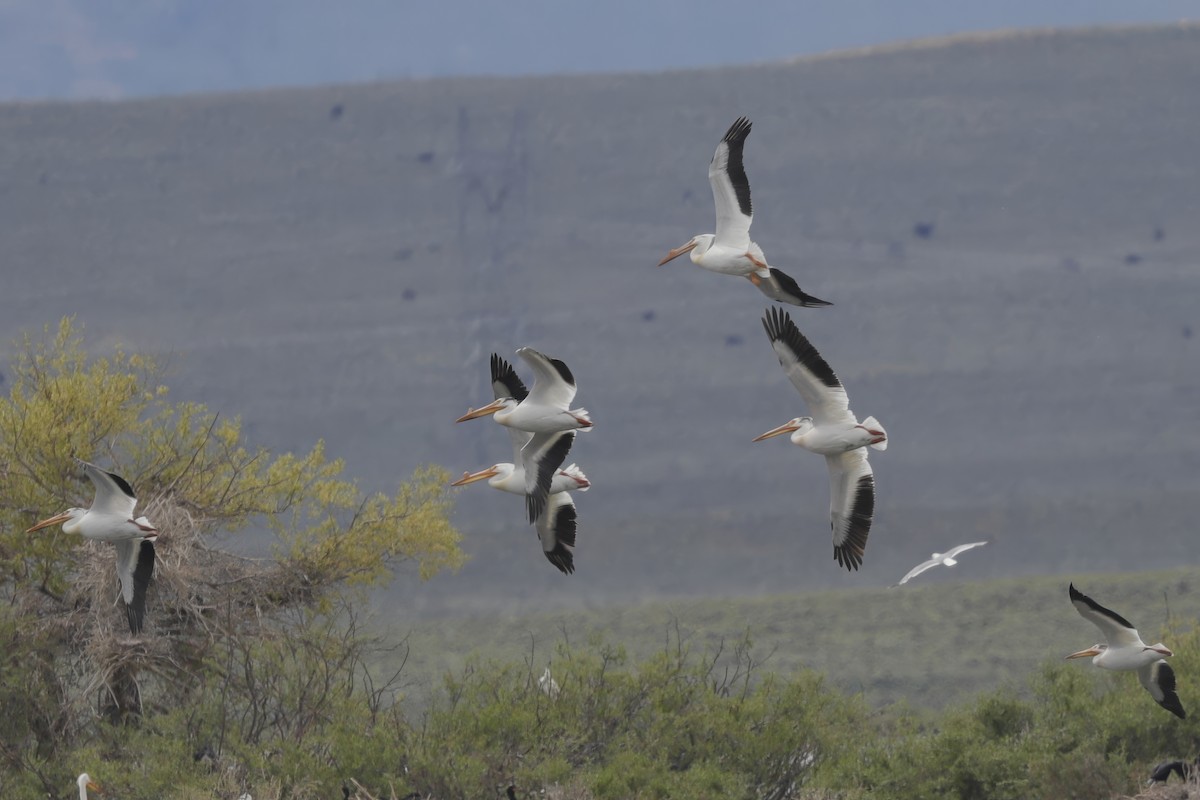 American White Pelican - ML621889980