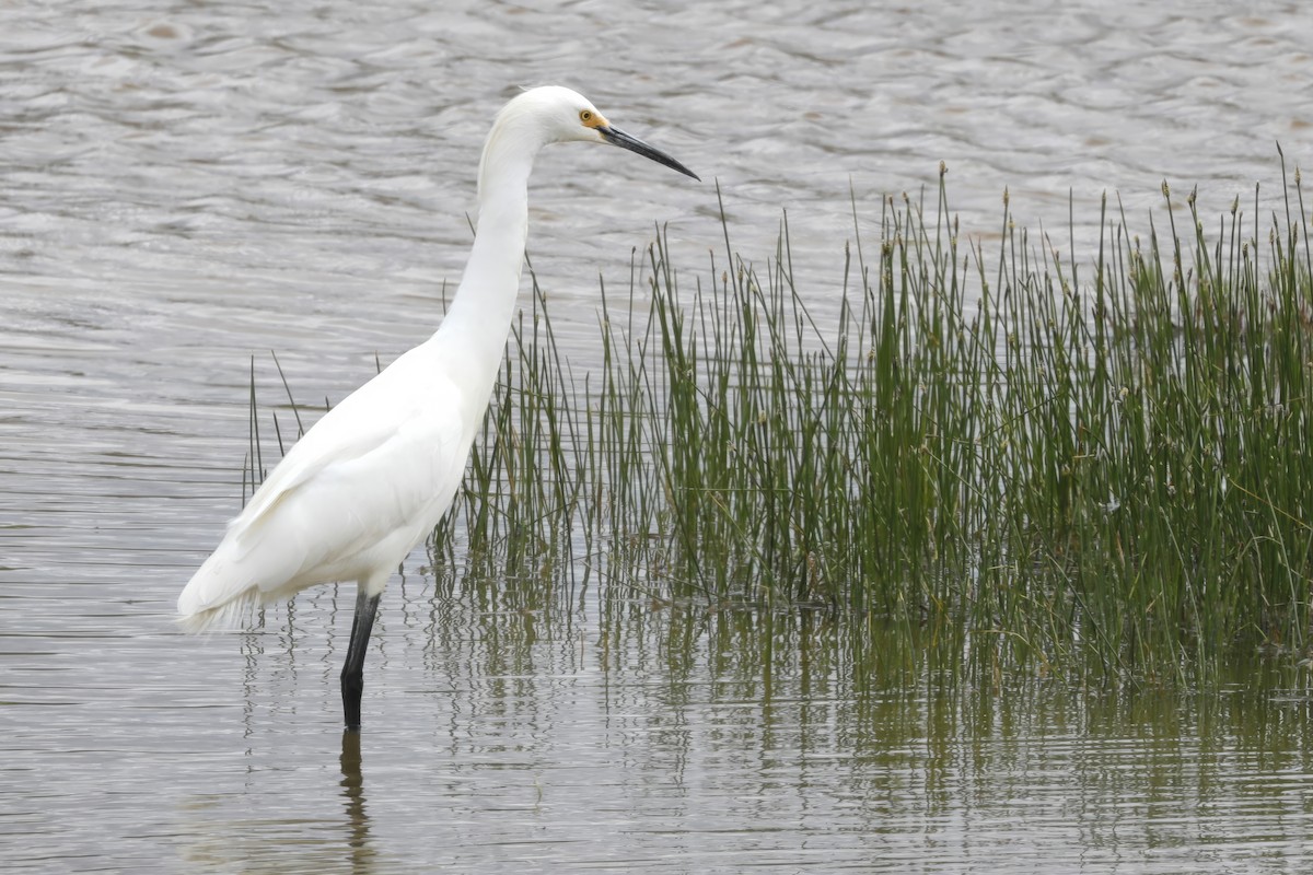 Snowy Egret - Jun Tsuchiya