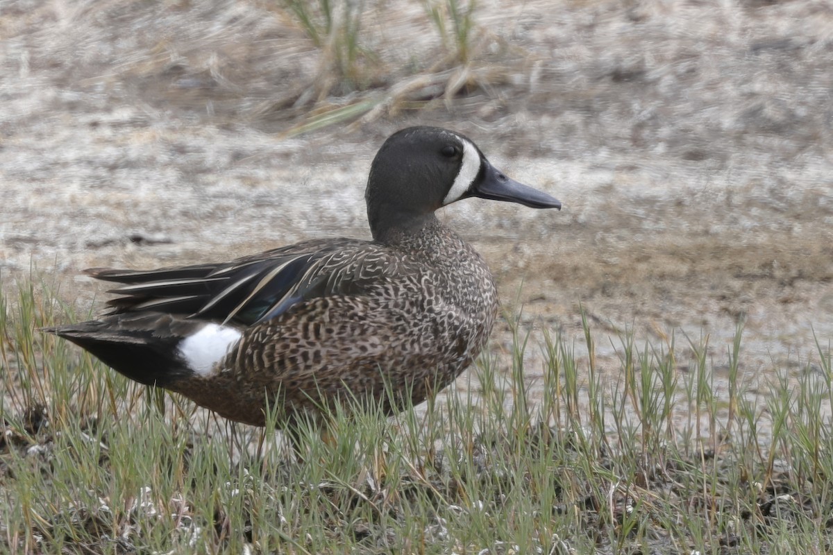 Blue-winged Teal - ML621890008