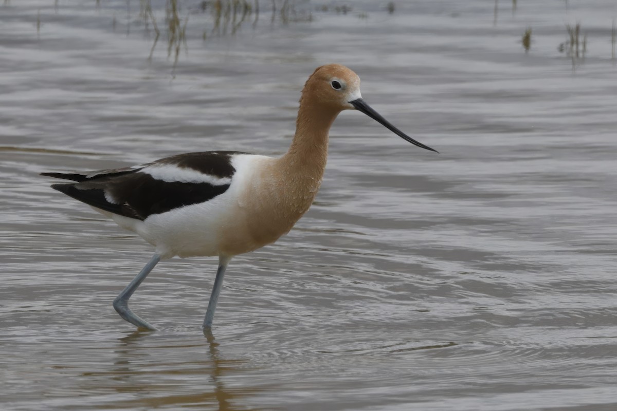 Avocette d'Amérique - ML621890016