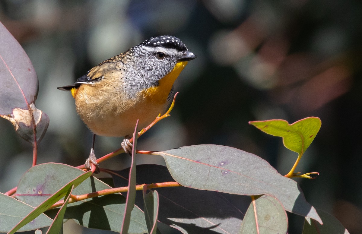 Spotted Pardalote - ML621890067