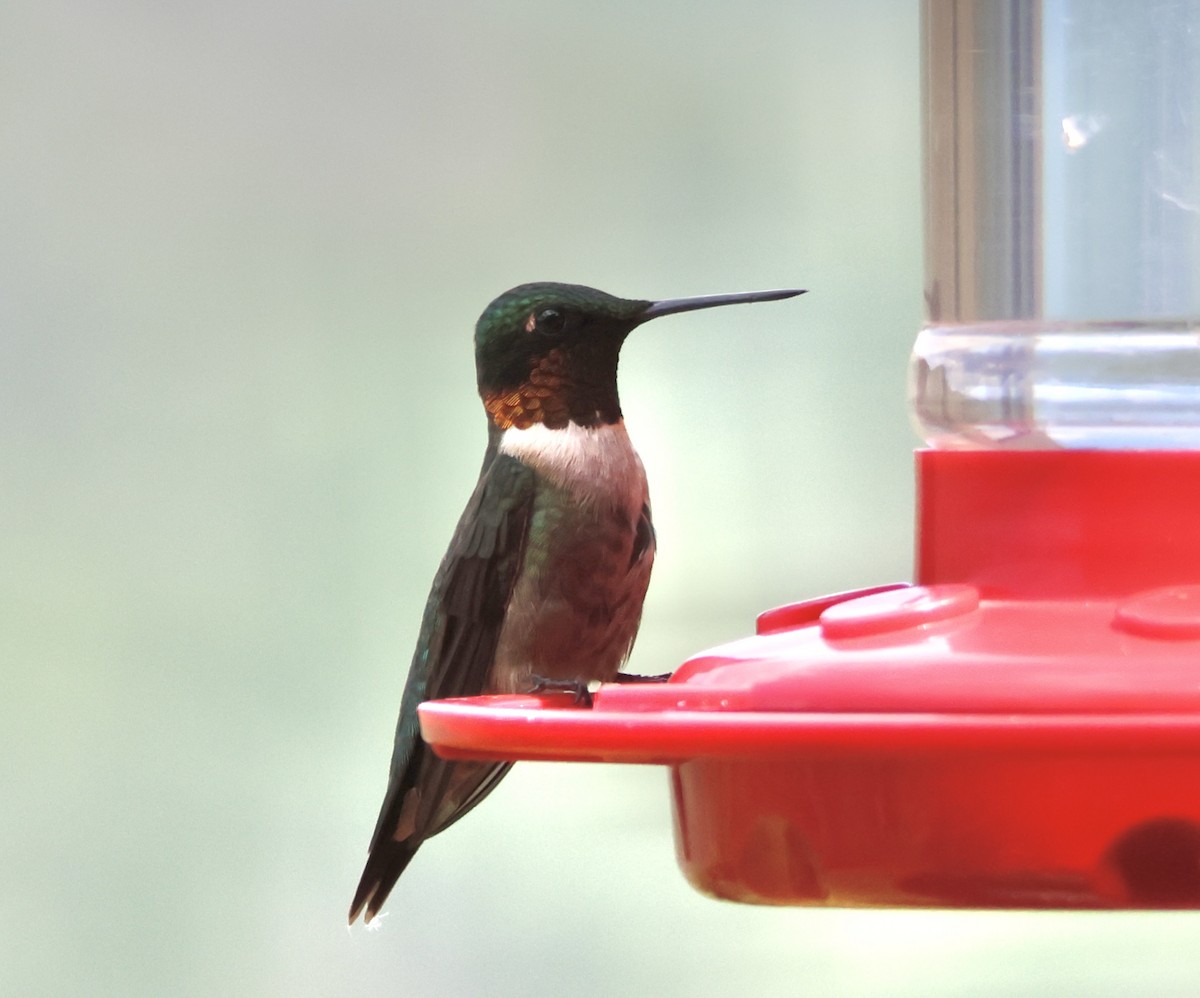 Ruby-throated Hummingbird - ML621890098