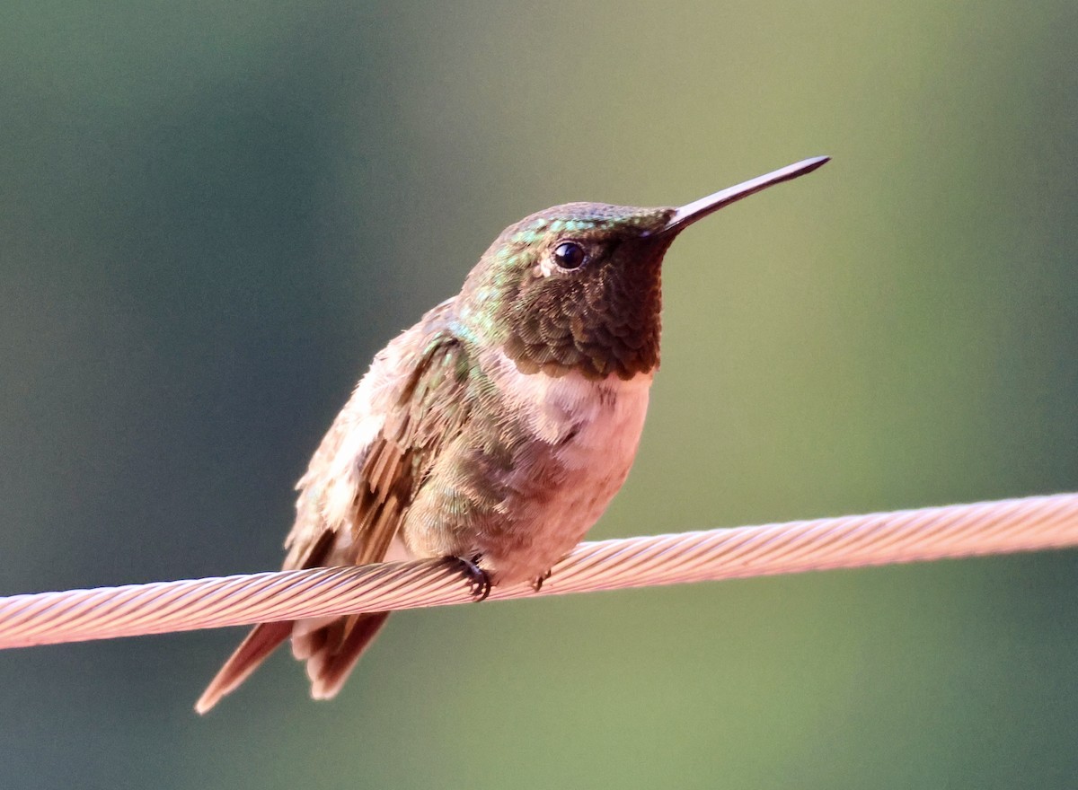 Ruby-throated Hummingbird - ML621890100