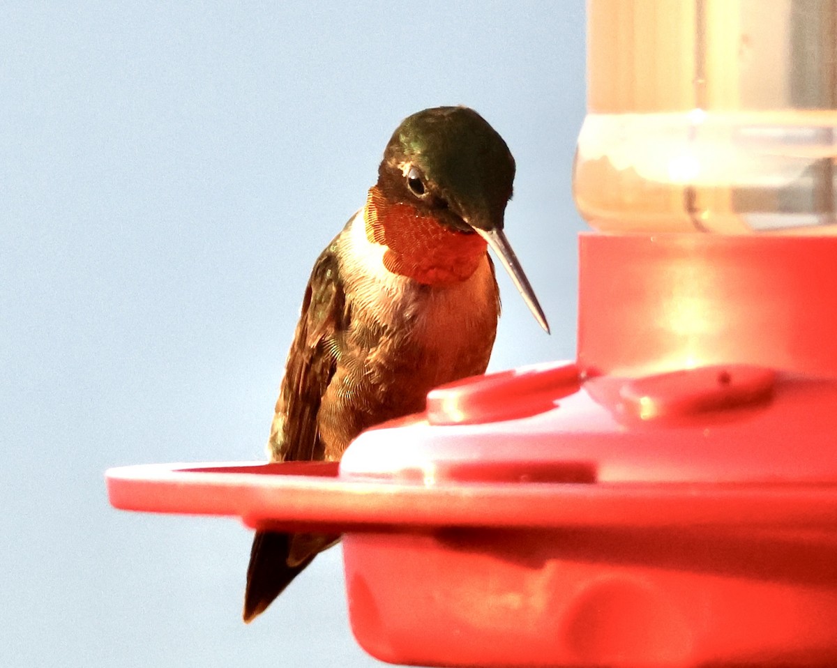 Ruby-throated Hummingbird - ML621890101