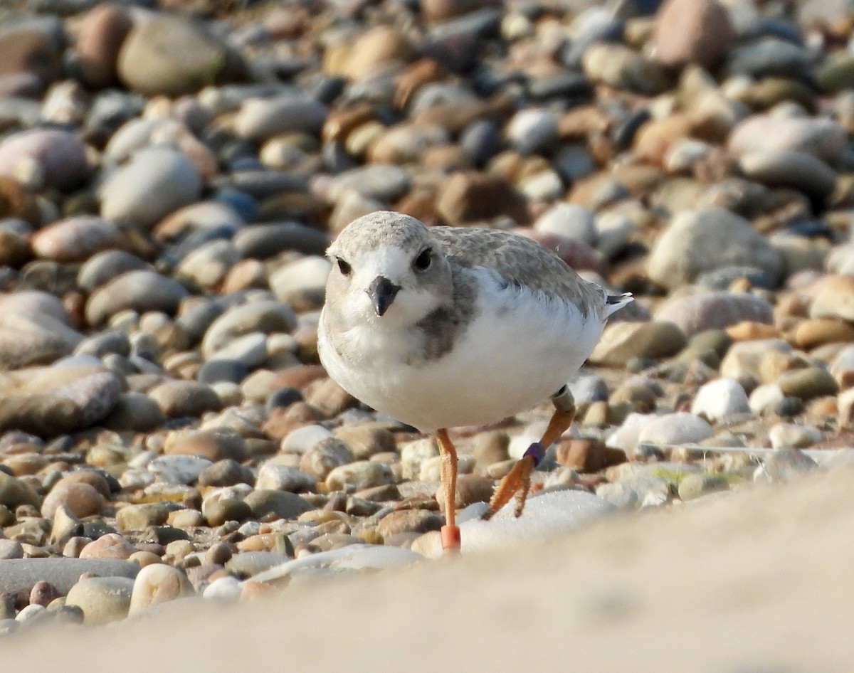 Piping Plover - ML621890106