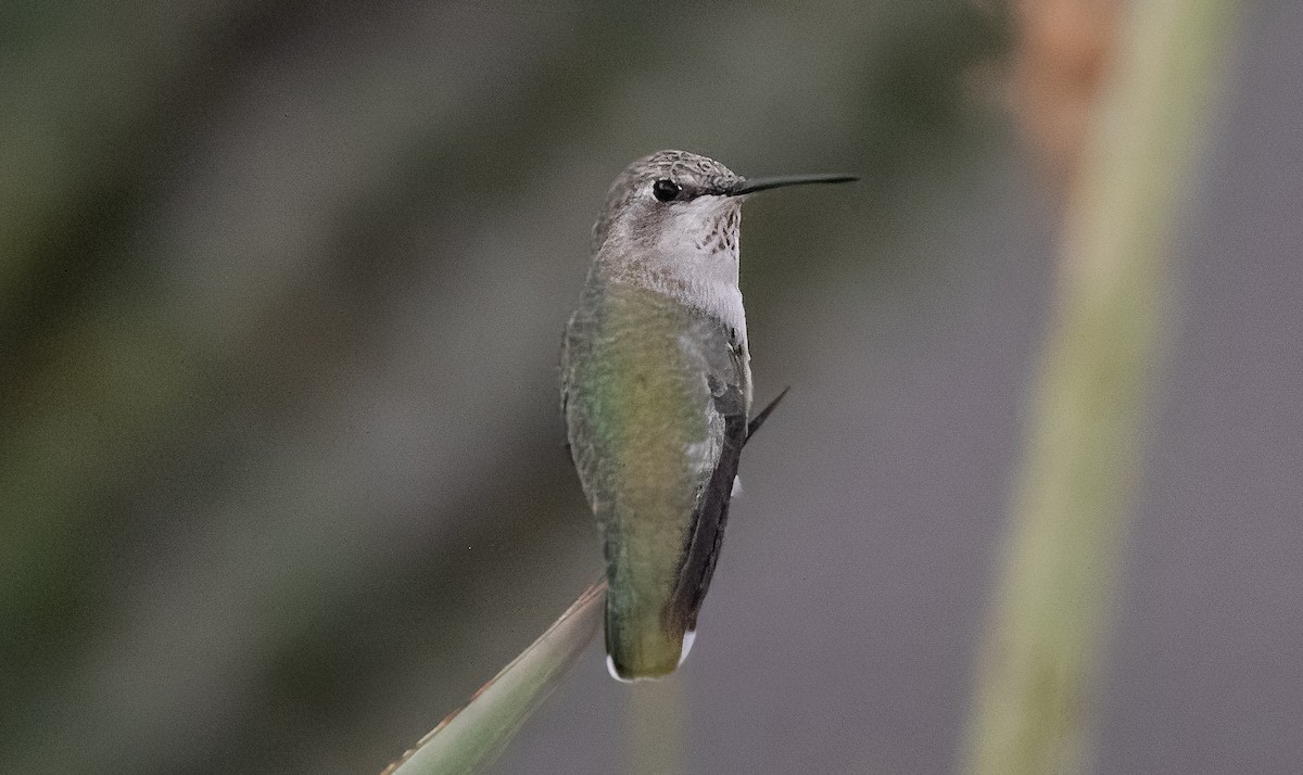 Costa's Hummingbird - ML621890119