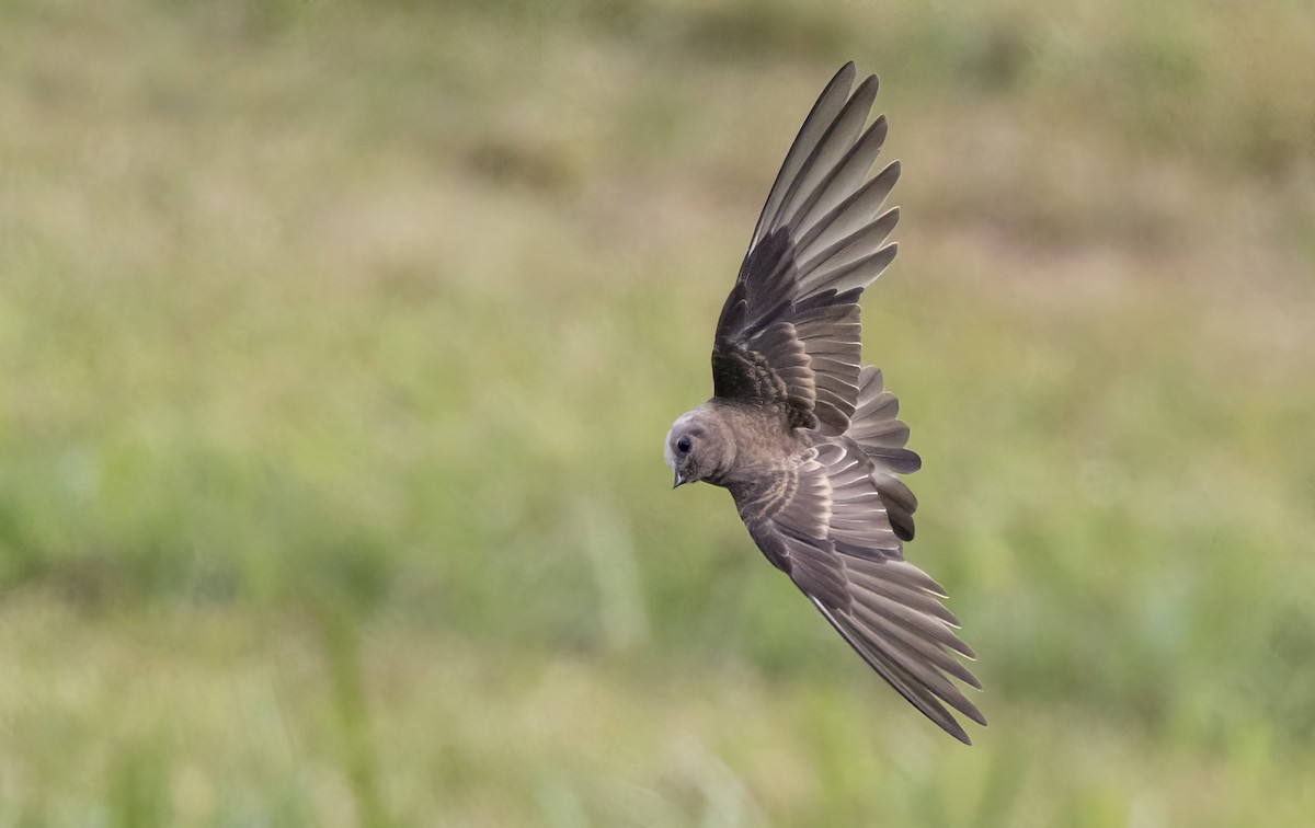 Northern Rough-winged Swallow - ML621890128
