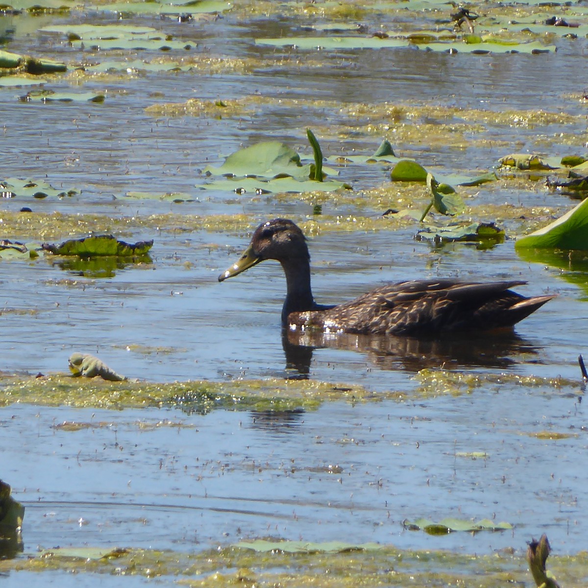 Mottled Duck (Gulf Coast) - ML621890136