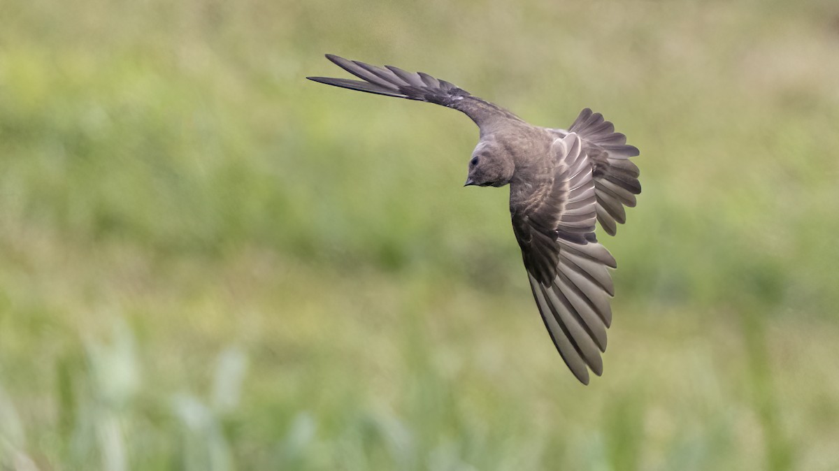 Northern Rough-winged Swallow - ML621890137