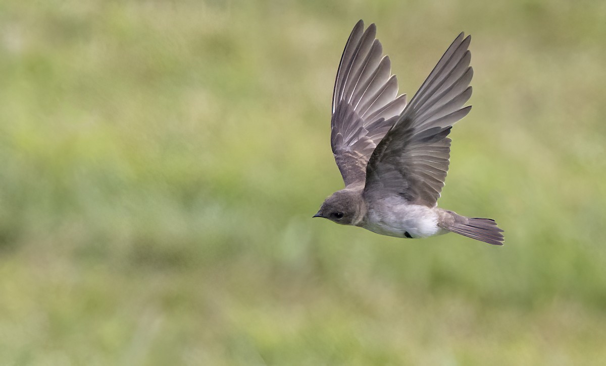 Northern Rough-winged Swallow - ML621890140
