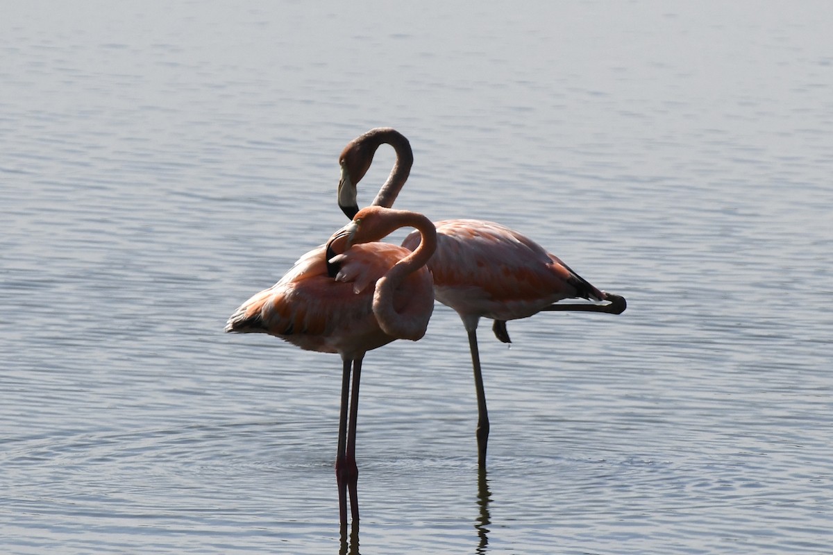 Flamant des Caraïbes - ML621890148