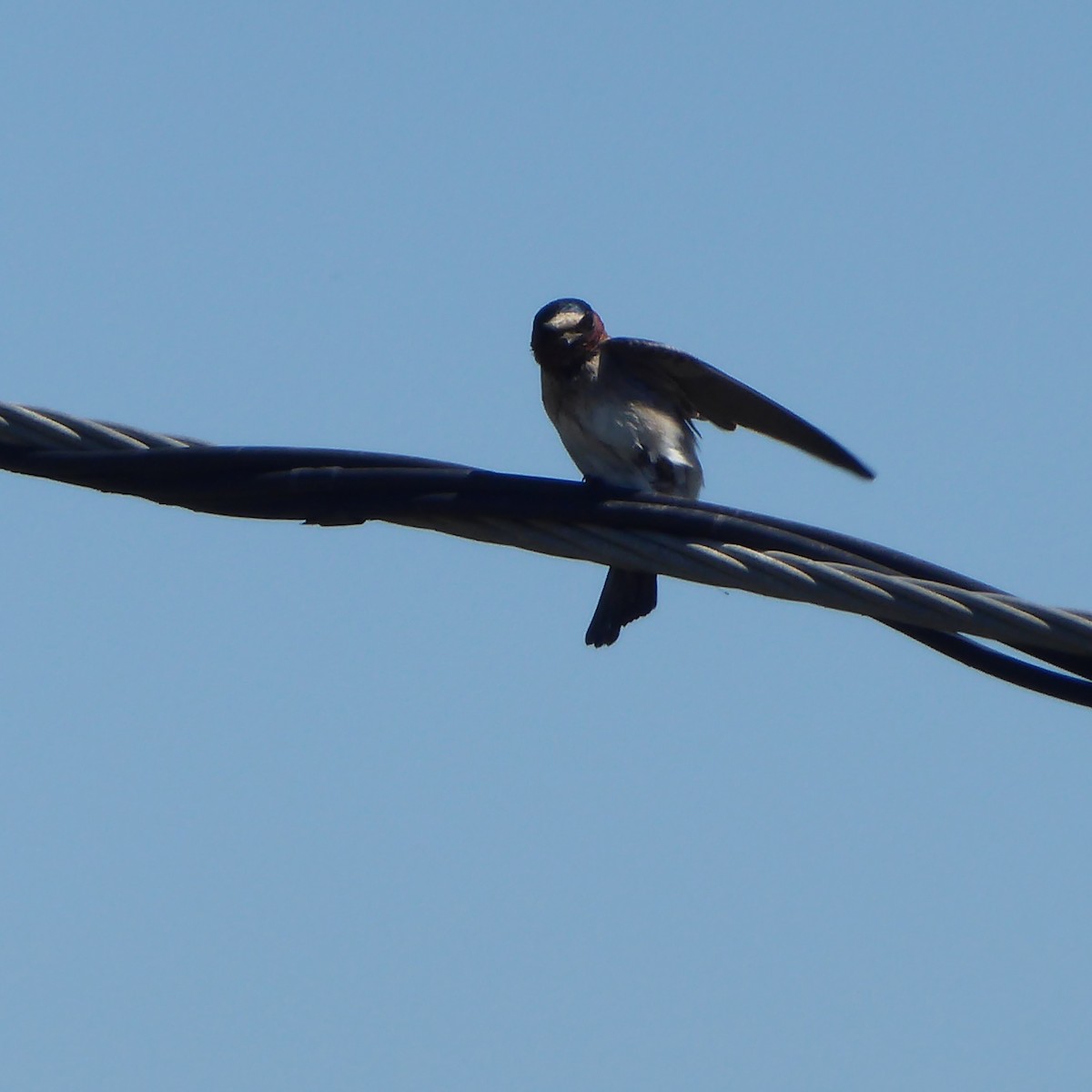 Cave Swallow - ML621890181