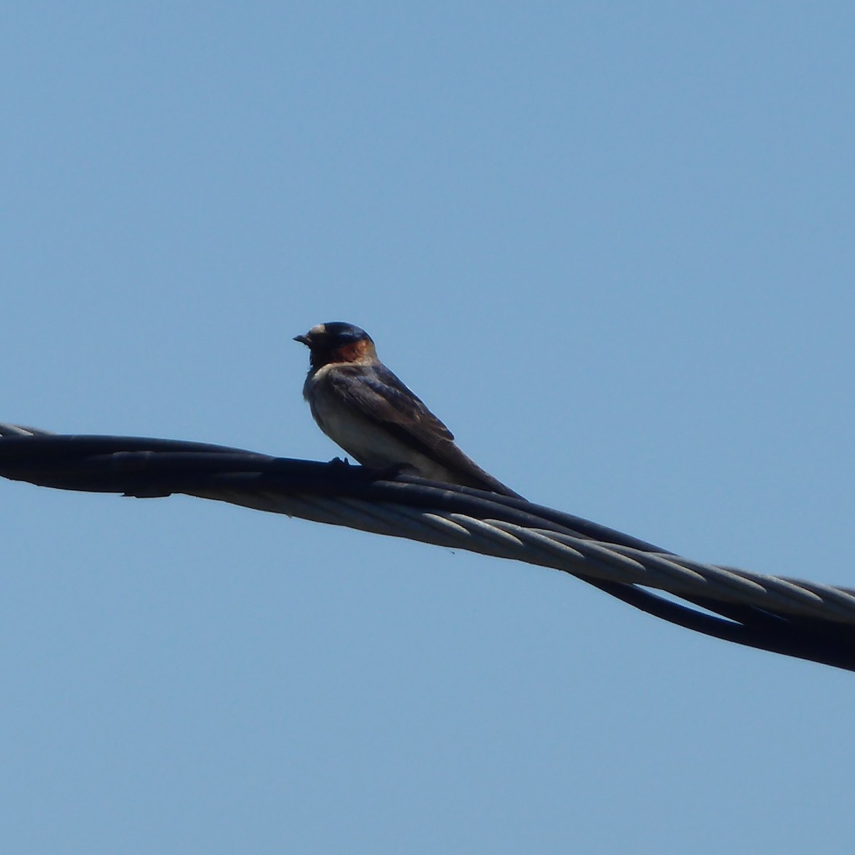 Cave Swallow - ML621890182