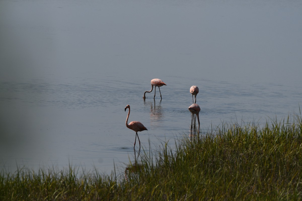 Flamant des Caraïbes - ML621890225