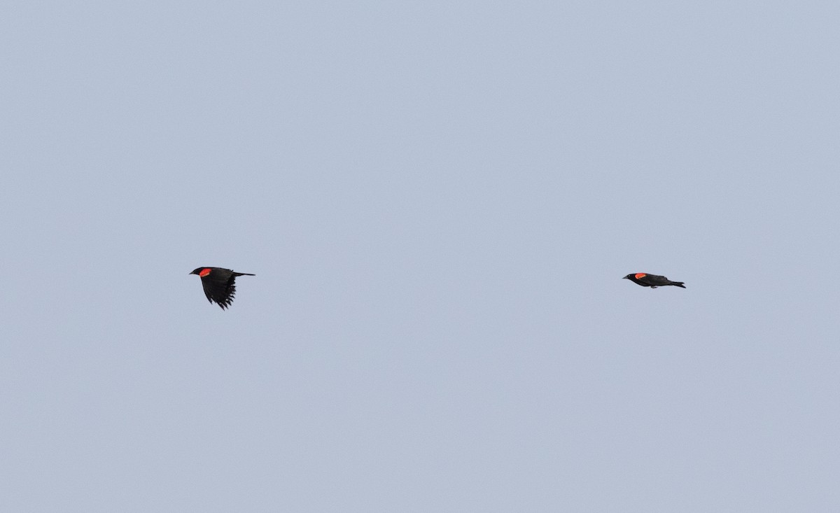 Red-winged Blackbird - ML621890307
