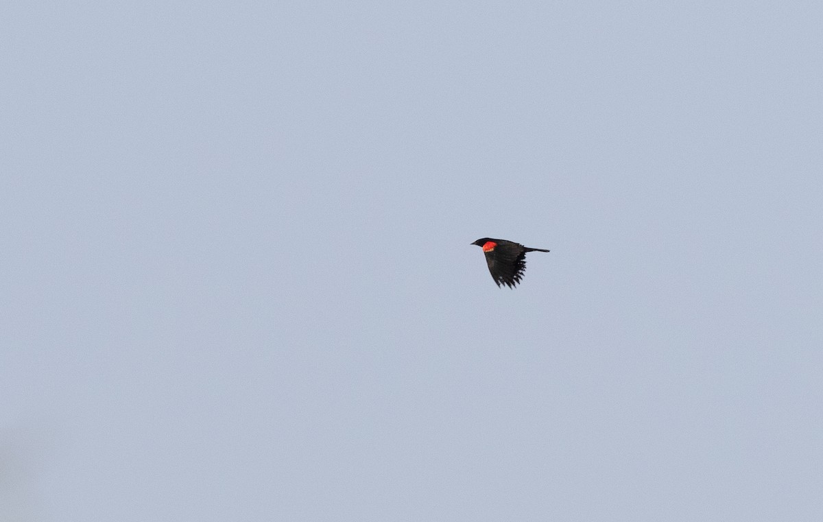Red-winged Blackbird - ML621890308