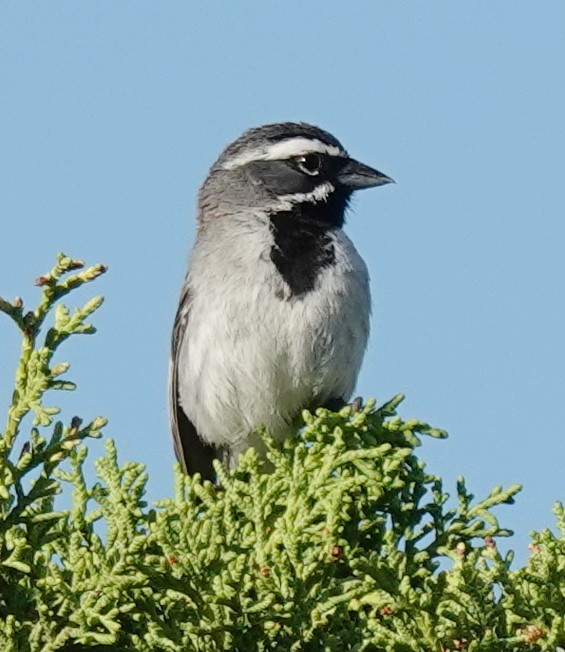 Black-throated Sparrow - ML621890454