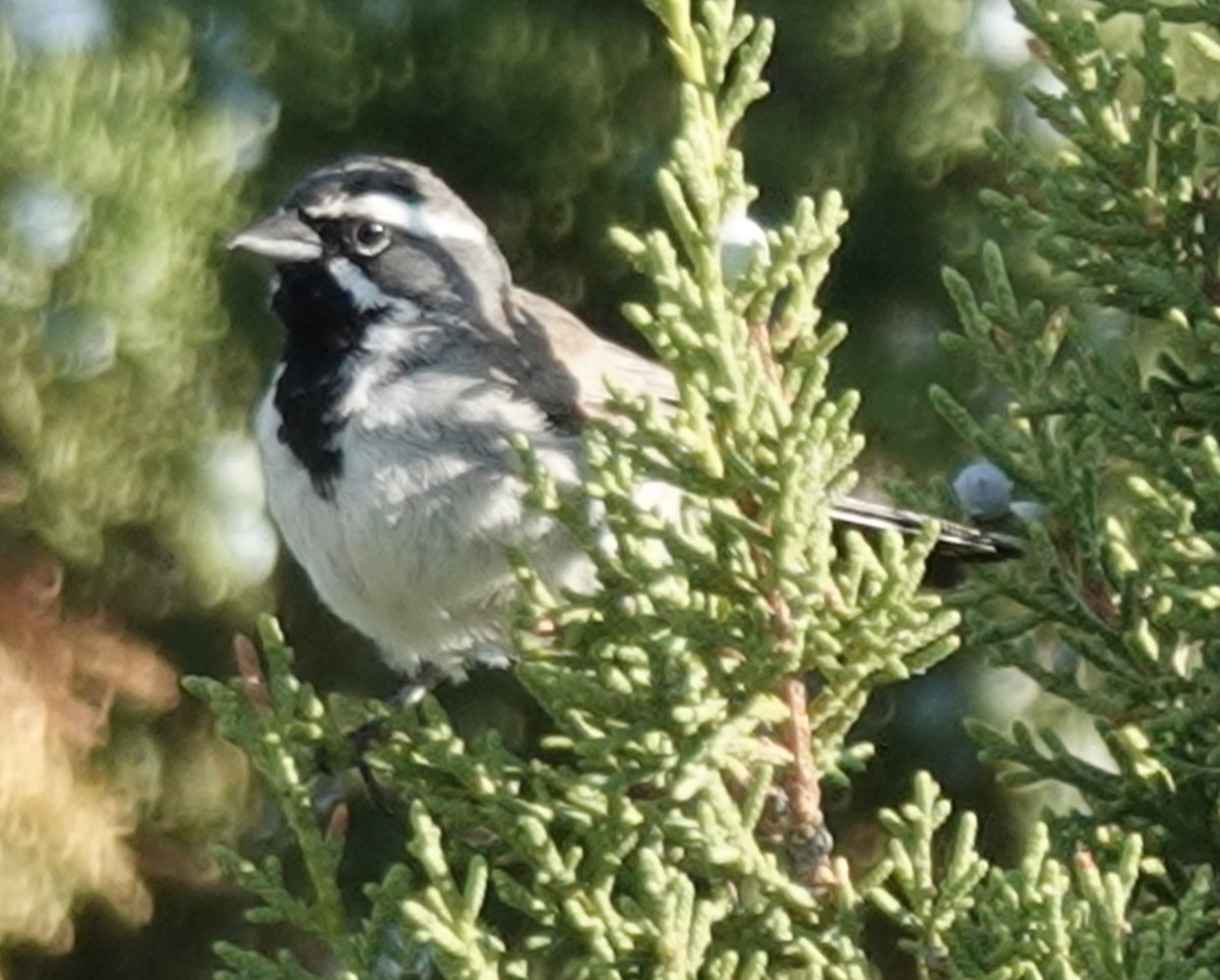 Black-throated Sparrow - ML621890455