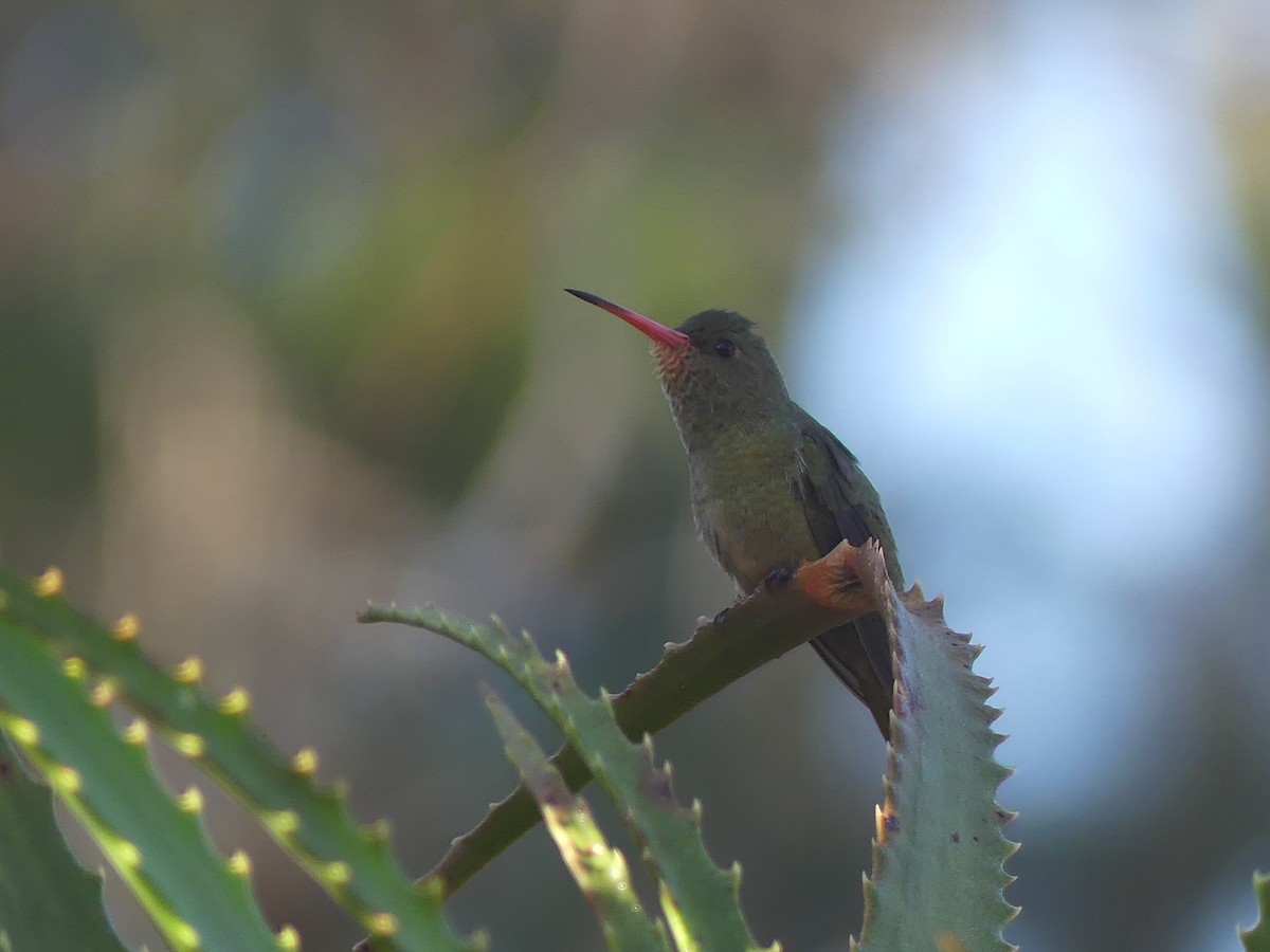 Gilded Hummingbird - ML621890458