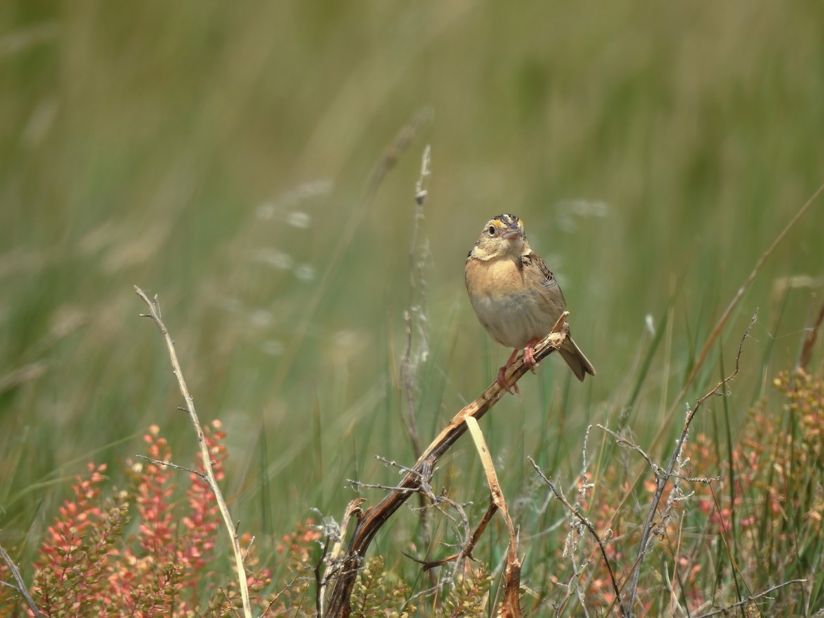 Grasshopper Sparrow - ML621890471