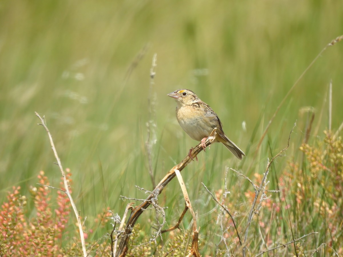 Grasshopper Sparrow - ML621890472