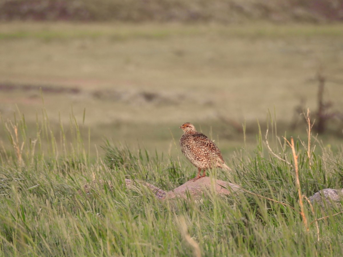 Sharp-tailed Grouse - ML621890510